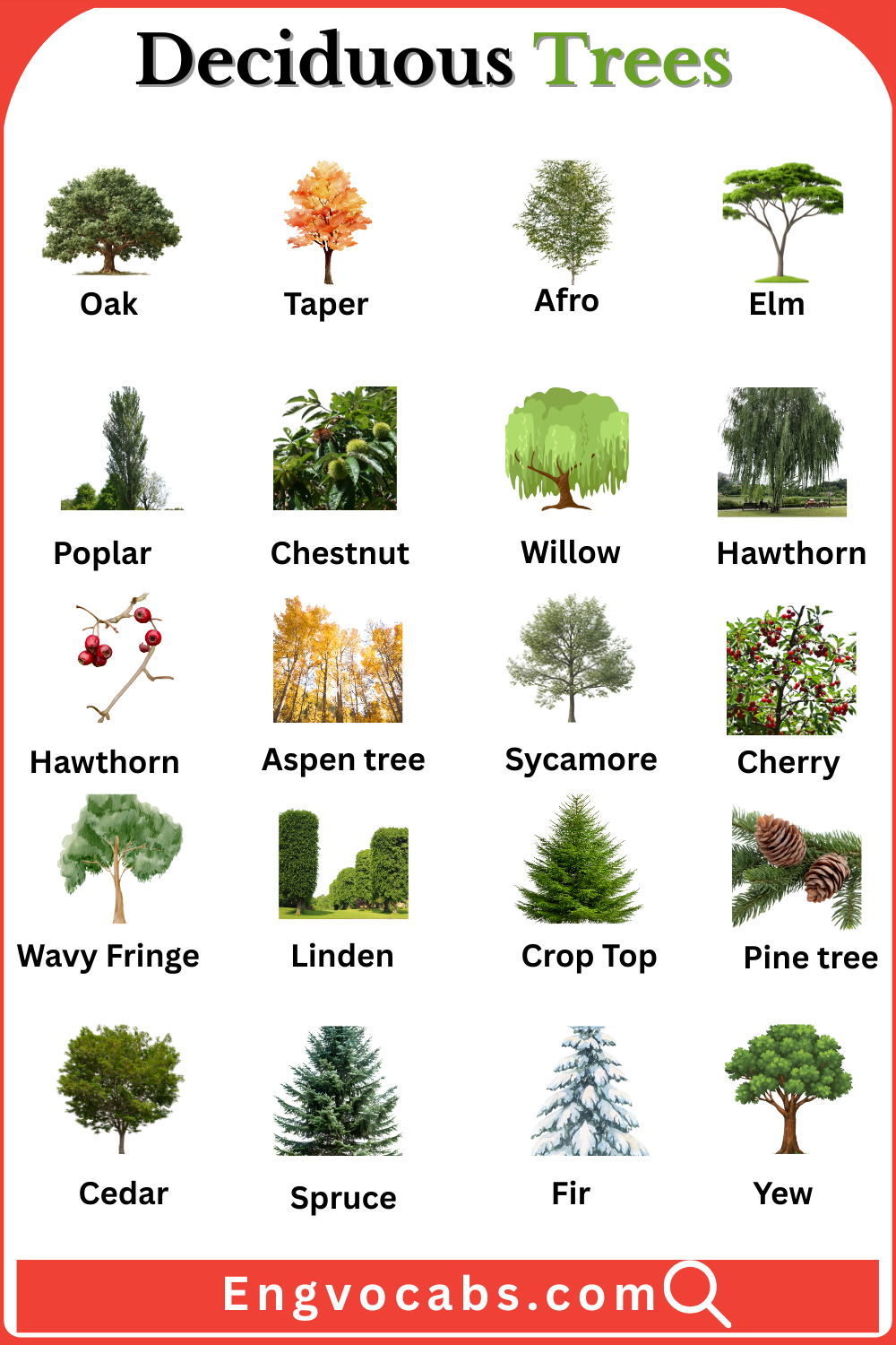 Different Types of Trees with Pictures