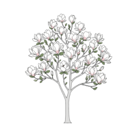 Magnolia