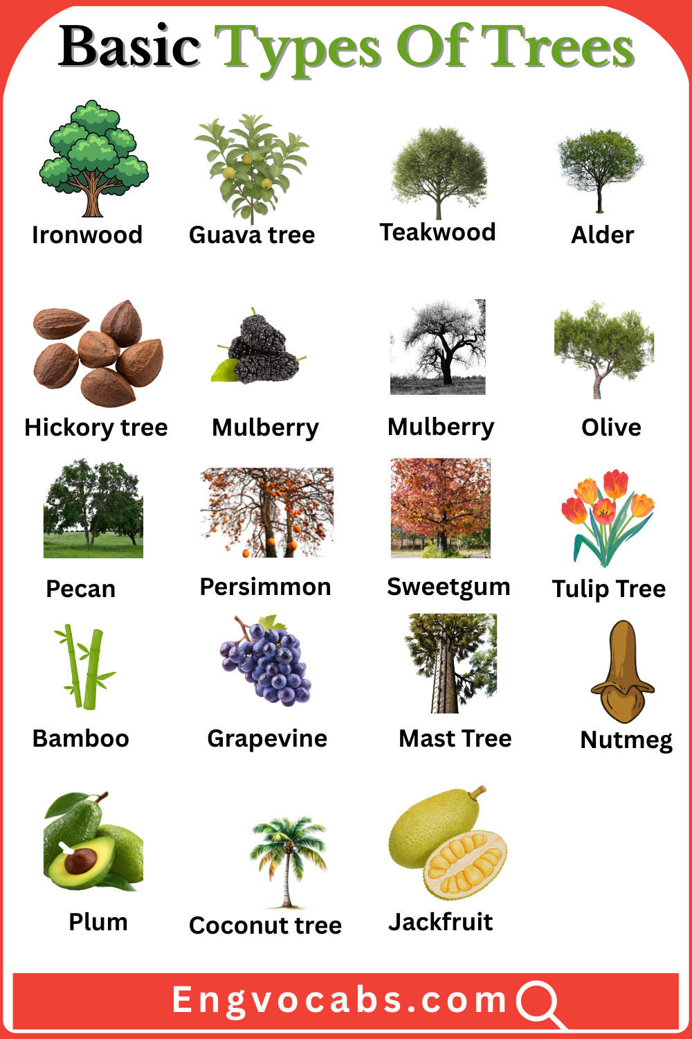 Basic Types Of Trees