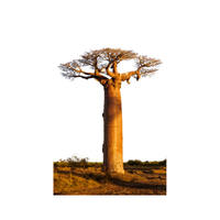 Baobab
