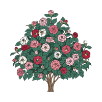 Camellia