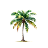Coconut tree