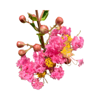 Crepe Myrtle