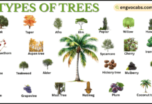 Different Types of Trees with Pictures