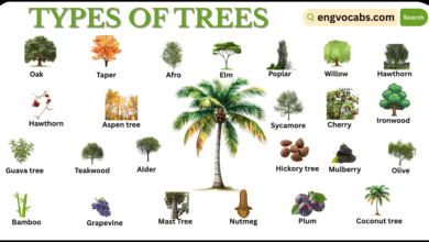 Different Types of Trees with Pictures