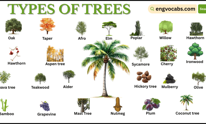 Different Types of Trees with Pictures