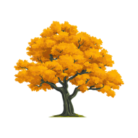 Golden rain Tree