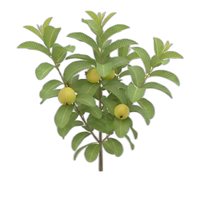 Guava tree