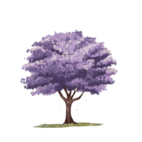 Jacaranda
