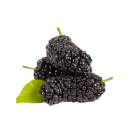 Mulberry