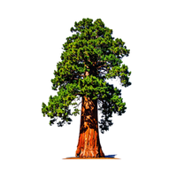 Sequoia