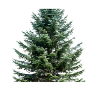 Spruce