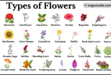 Different types of Flowers