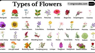 Different types of Flowers