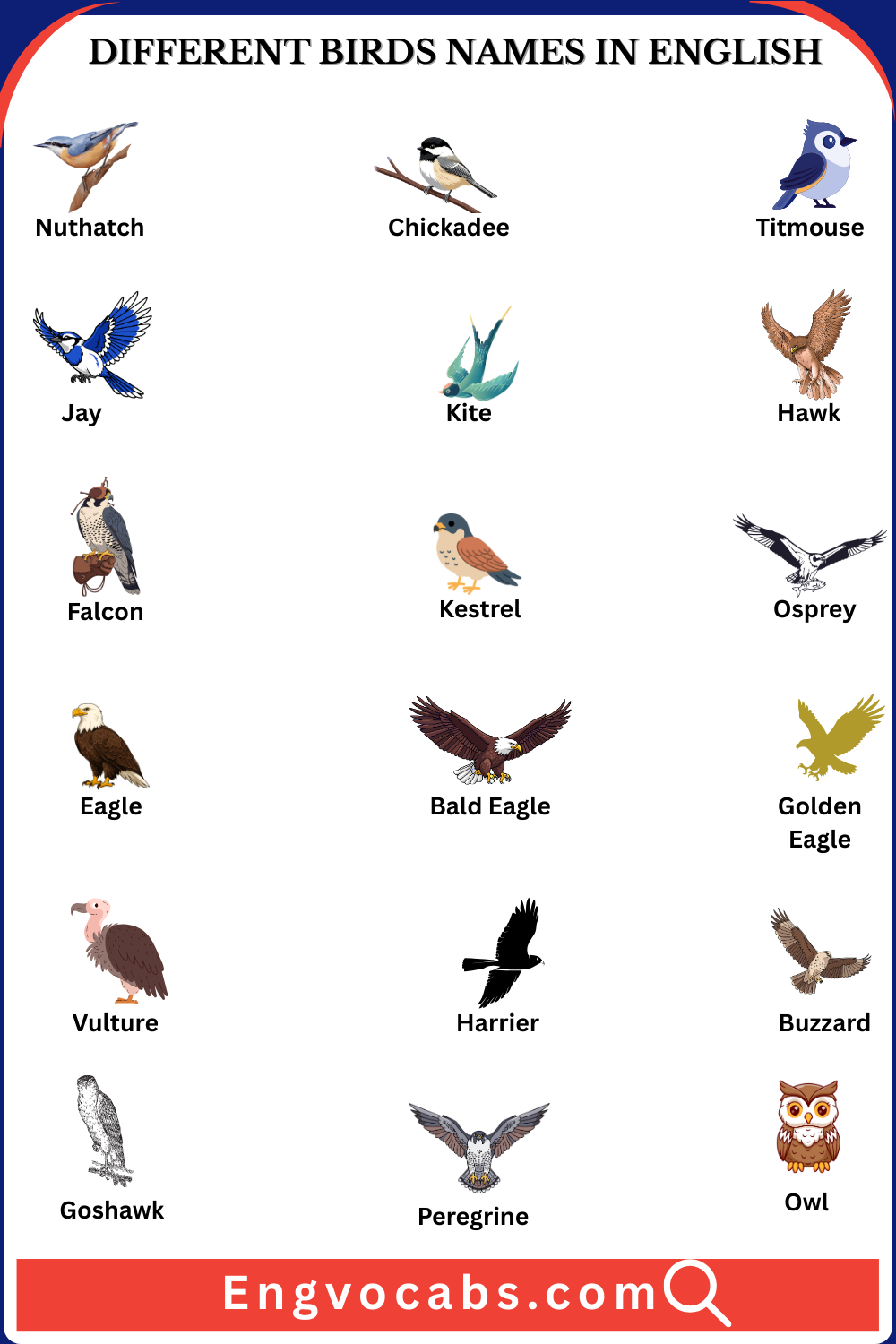 Different Birds Names in English