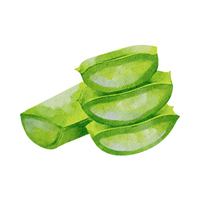 Aloe vera