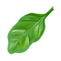 Basil