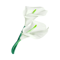 Calla lily