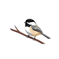 Chickadee