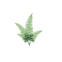 Fern