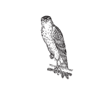 Goshawk