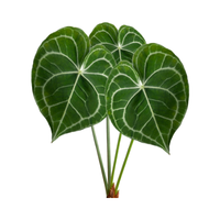 Green Anthurium