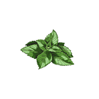 Mint plant