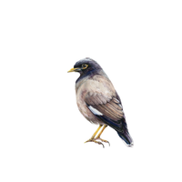 Mynah