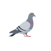 Pigeon