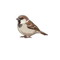 Sparrow