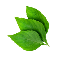 Tulsi leaf