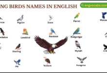 Flying Birds Names in English with Pictures