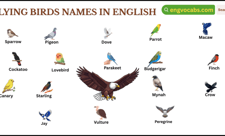 Flying Birds Names in English with Pictures