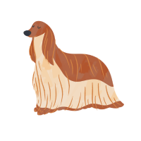 Afghan Hound