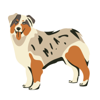 Australian Shepherd