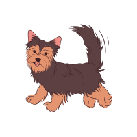 Australian Silky Terrier 