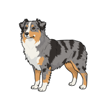 Australian Terrier