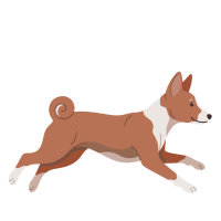 Basenji