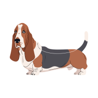 Basset Bleu Du Gascogne