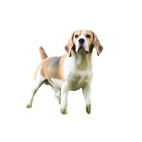 Beagle