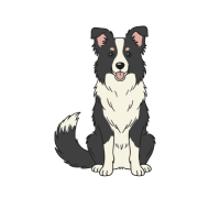 Bearded Collie