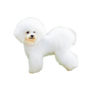 Bichon Frise