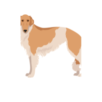 Borzoi