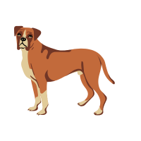 Boxer