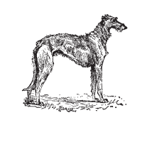 Deerhound