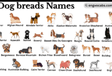 Dog Breeds and Their Names in English