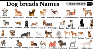 Dog Breeds and Their Names in English