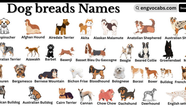 Dog Breeds and Their Names in English