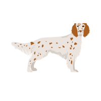 English setter