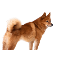Finnish lepphund